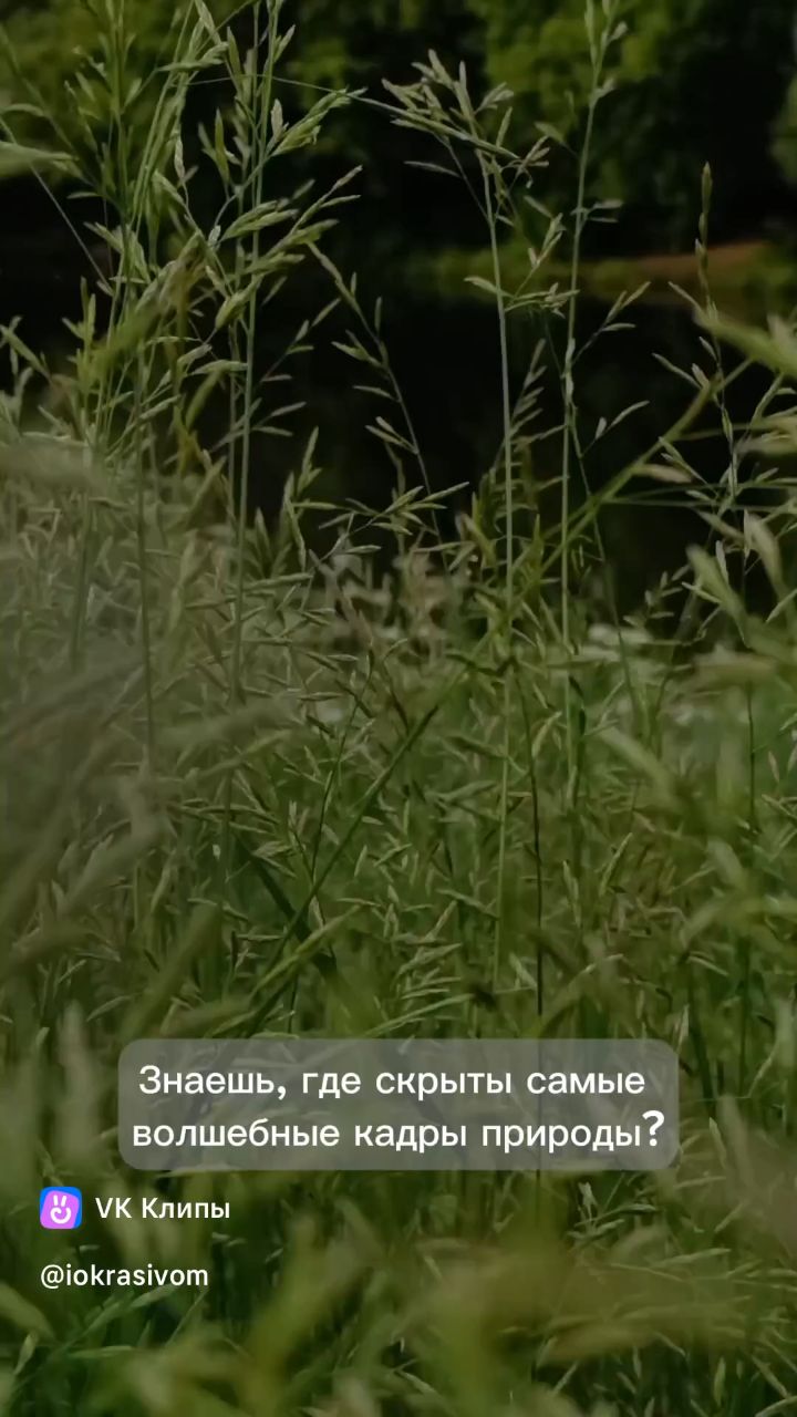 Looky_178289042421848 в LOOKY. . [#лето ](лето)#приро...