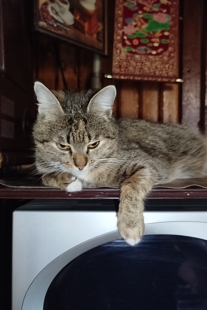 #коты #котик
