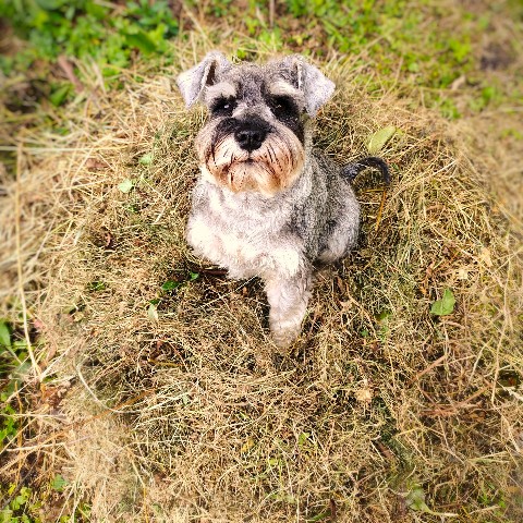 Leeny_a в LOOKY. #цвергшнауцер,#шарташ,#Роки,#zwergschnauzer,#miniatureschnauzer,#служебнаясобака. Собака на сене... #ц...
