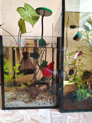 snusmummari в LOOKY. #betta,#петушок,#аквариум. Петушок и курочки 🫧...
