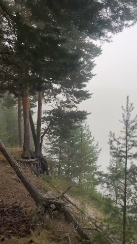 Русский лес везде прекрасен, даже в горах Кавказа🇷🇺💕