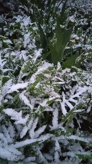 lyublyubochka66 в LOOKY. #времягода,#весна2024,#май,#garden,#spring,#мойсадмоядуша,#lyublyubochka66. Так вот ты какой, ла...