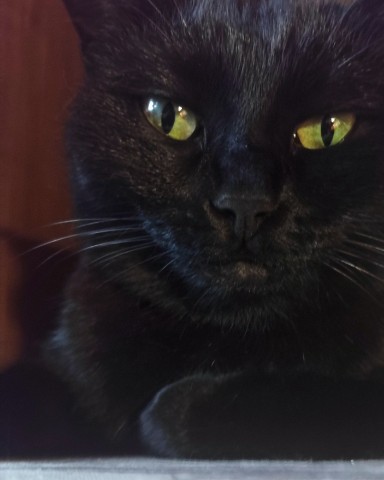 Looky_172597879110959 в LOOKY. #клякса,#котики. Суровая мадам
#клякс...