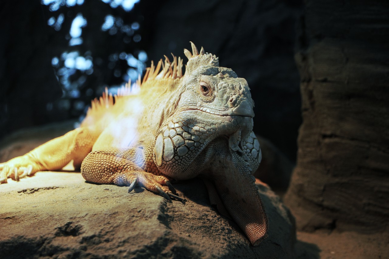 Mar.Vil_foto в LOOKY — Казанский зоопарк