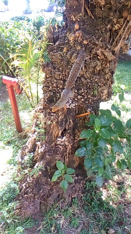 Earth Is Hard TV в LOOKY. . Squirrel