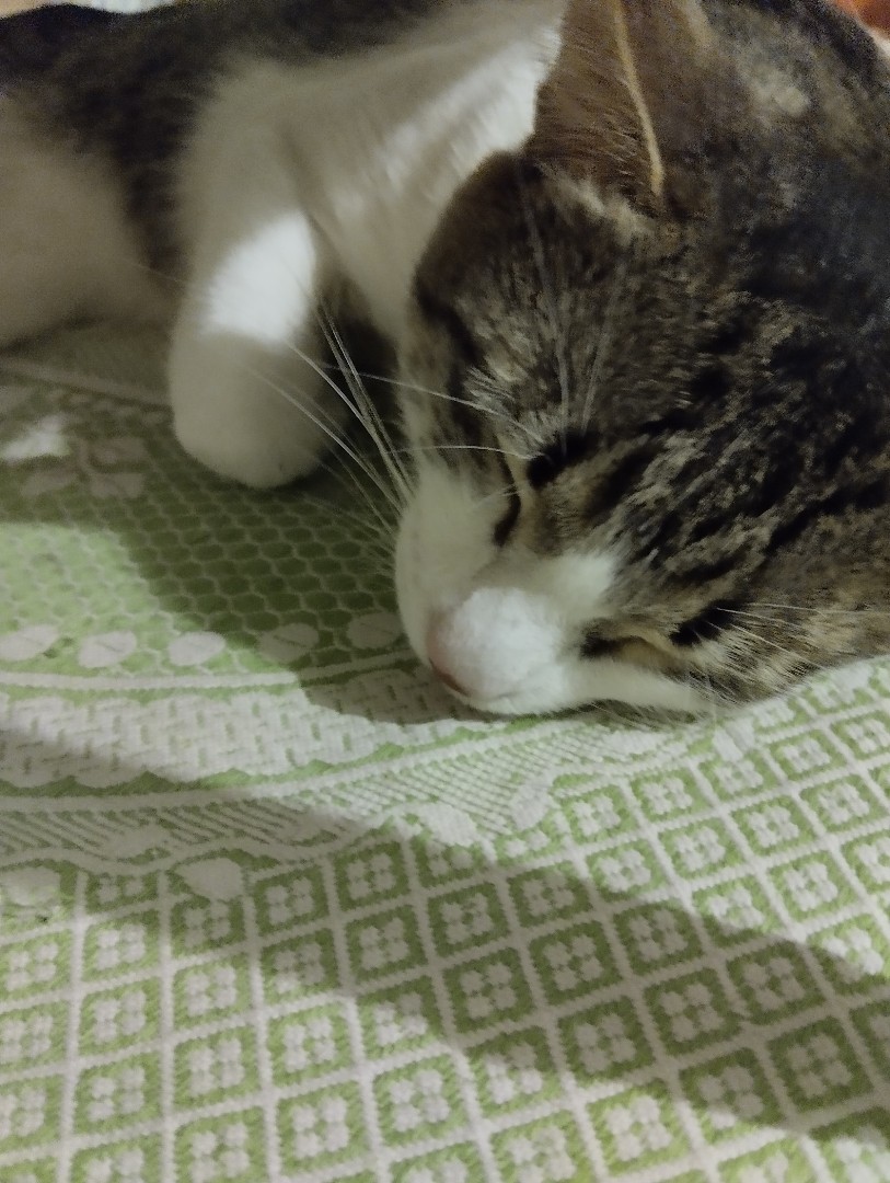 Кот Мурчик in LOOKY. . 