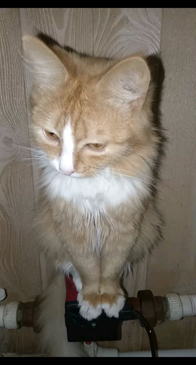 Алла Краснова в LOOKY. . Мой любимый Котя, Ле...