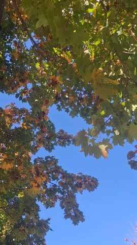 Валентина в LOOKY — Просто осень..красиво🍁🍁🍁