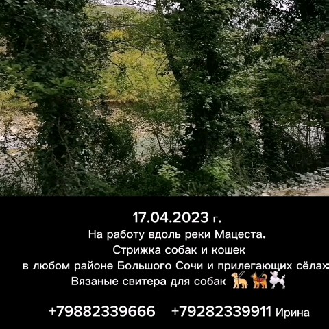 Looky_1676317000260 в LOOKY. #стрижкасобак,#одеждадлясобак,#ШИВ,#Сочи,#фотография,#стрижкасобакСочи,#стрижкакошекСочи,#ялюблюсвоюработу,#Мацеста,#работакакэкскурсия. 17.04.2023 г. 
На ра...