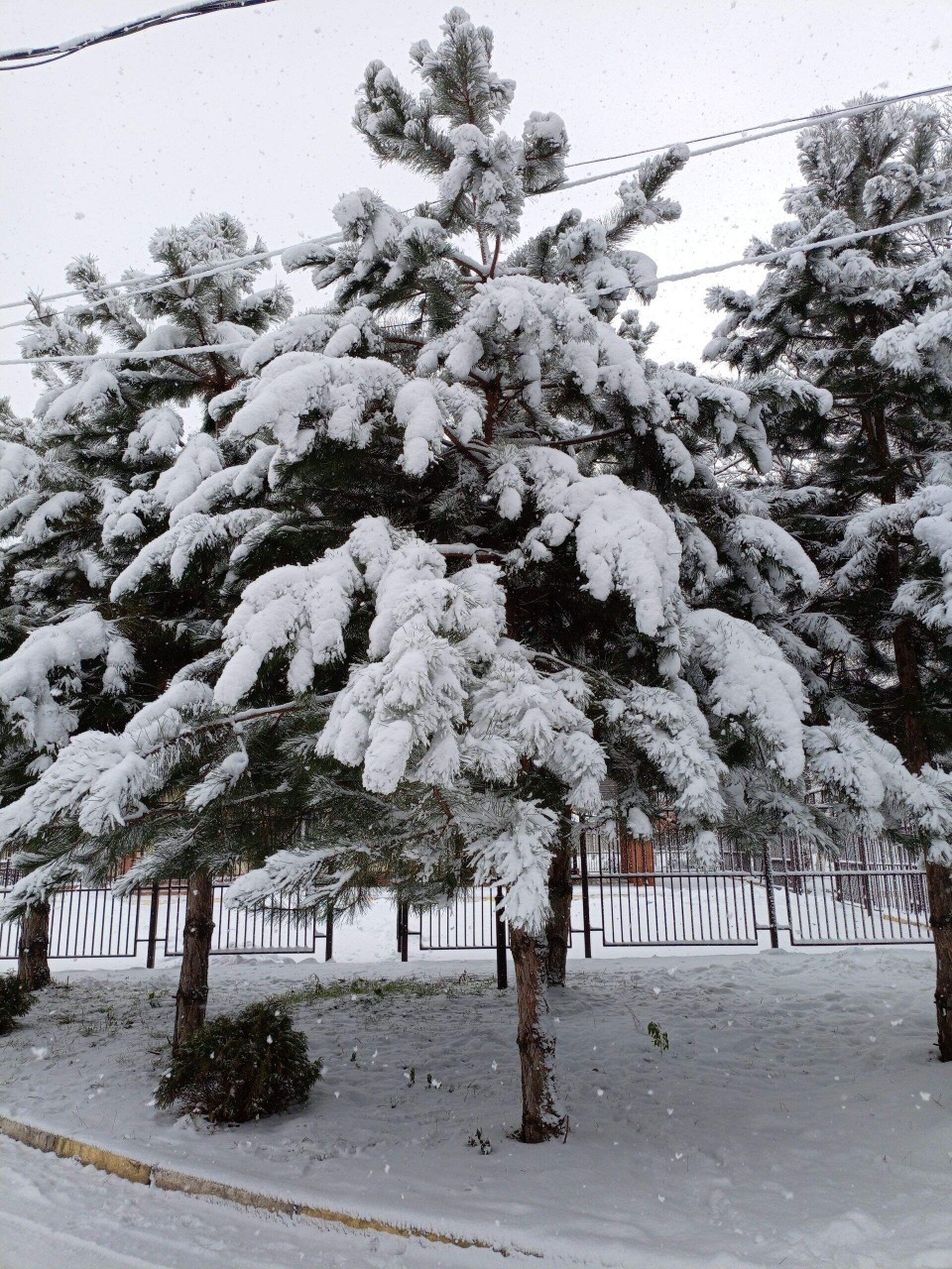 Олеся в LOOKY. . 
