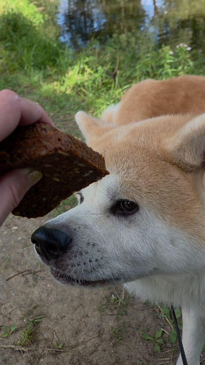 akita_inu__shiba_inu в LOOKY