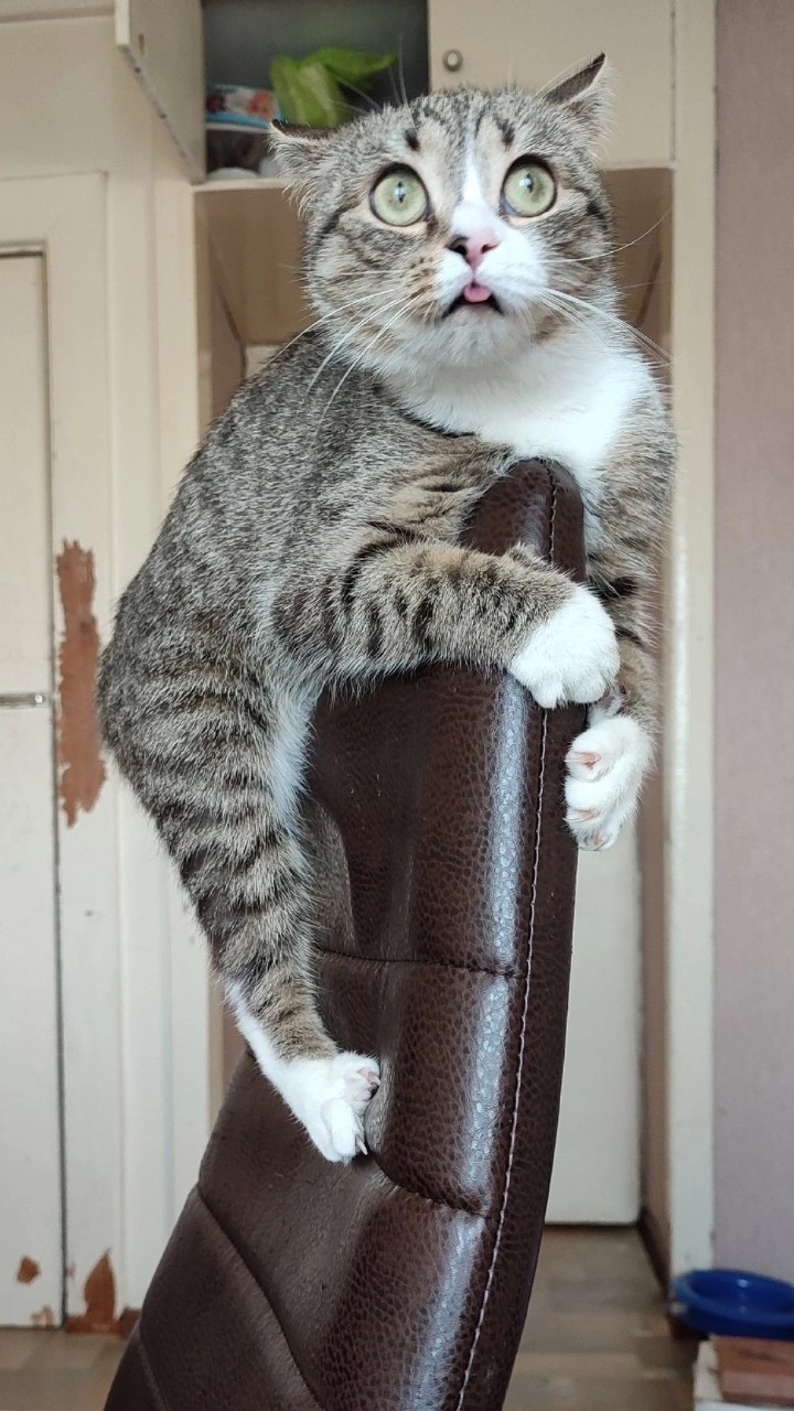 котики в нейронке в LOOKY — фото 2