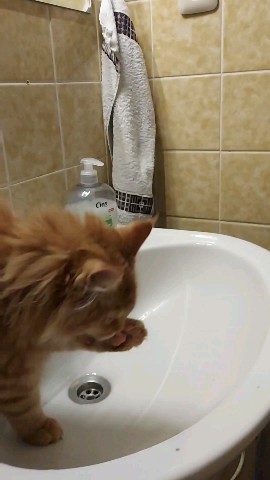 Simba в LOOKY. #любительводы.. Симба очень любит пи...