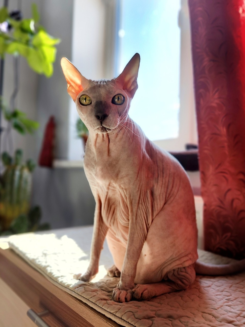 eva_sphynx_cat в LOOKY. #сфинкс,#sphynx,#донскойсфинкс,#кот,#кошка,#котики,#котэ,#лысая,#лысаякошка,#фотокотиков,#котомания,#домашниеживотные,#домашниепитомцы,#evasphynxcat,#мыизкотограмаlooky,#looky_official,#looky,#looky_official,#LOOKY_контент,#looky_you,#you. Привет, привет, прив...