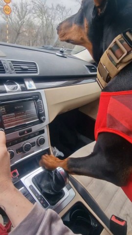 annet_anapa в LOOKY. #Анапа,#ДорогаДомой,#СобакиМоря,#Спокойствие. Он всегда рядом: уве...