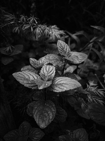 nata_sha 1909 в LOOKY. . Мята 🌿🌿#сад#лето#п...