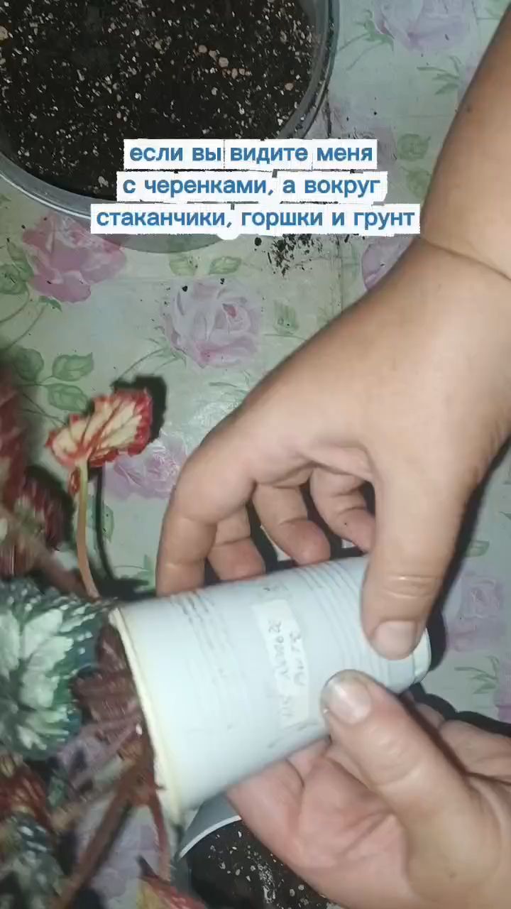 #юмор #бегония #мем [#пересадкарастений ](пересадкарастений)[#plants ](plants)