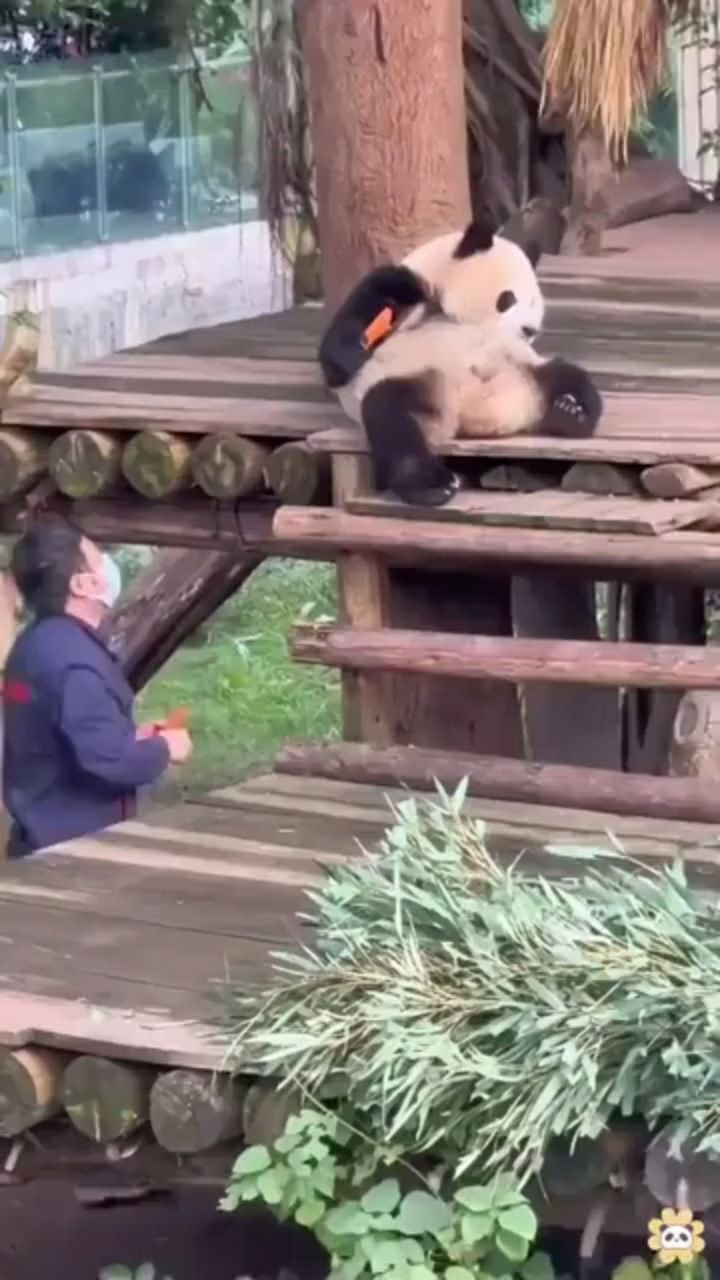 fuuny в LOOKY. . Милые панды
