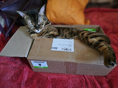 bengal_leonard19 в LOOKY. #фото,#животные,#looky_топ,#любимыепитомцы,#домашниеживотные,#любимыйкот,#бенгальскийкот,#бенгал,#безкотаижизньнета,#мыизкотограма. Под одеялом жарко🥵,...