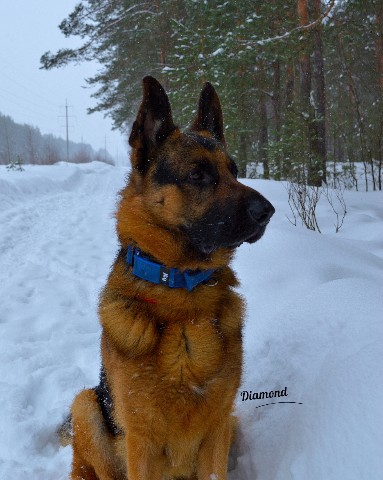 Diamond в LOOKY. . Заяц любимый 🥰

htt...