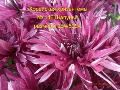 svetlanaklimenko603te9ps1k в LOOKY. #цветущийсад#. Принимаю заказы на в...