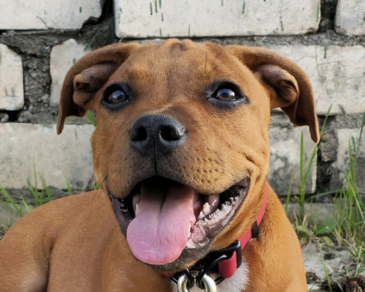 BuchTheStaffy in LOOKY