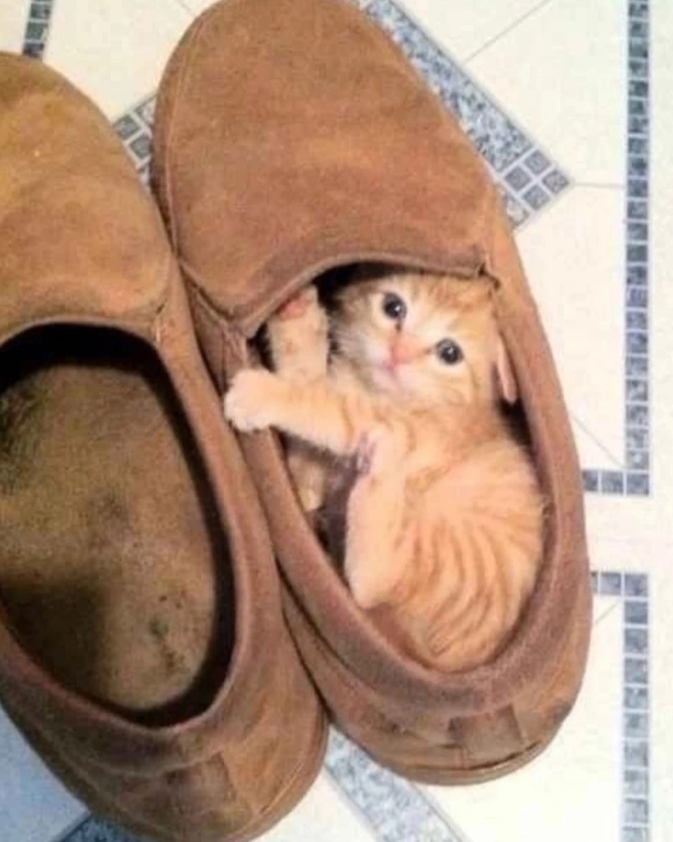 котики в нейронке в LOOKY — фото 2