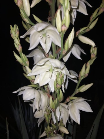 Loveflowers в LOOKY. #юкка,#красивыйсад,#экзотическиецветы,#цветыпочтой. Юкка!!! Не обычный ц...