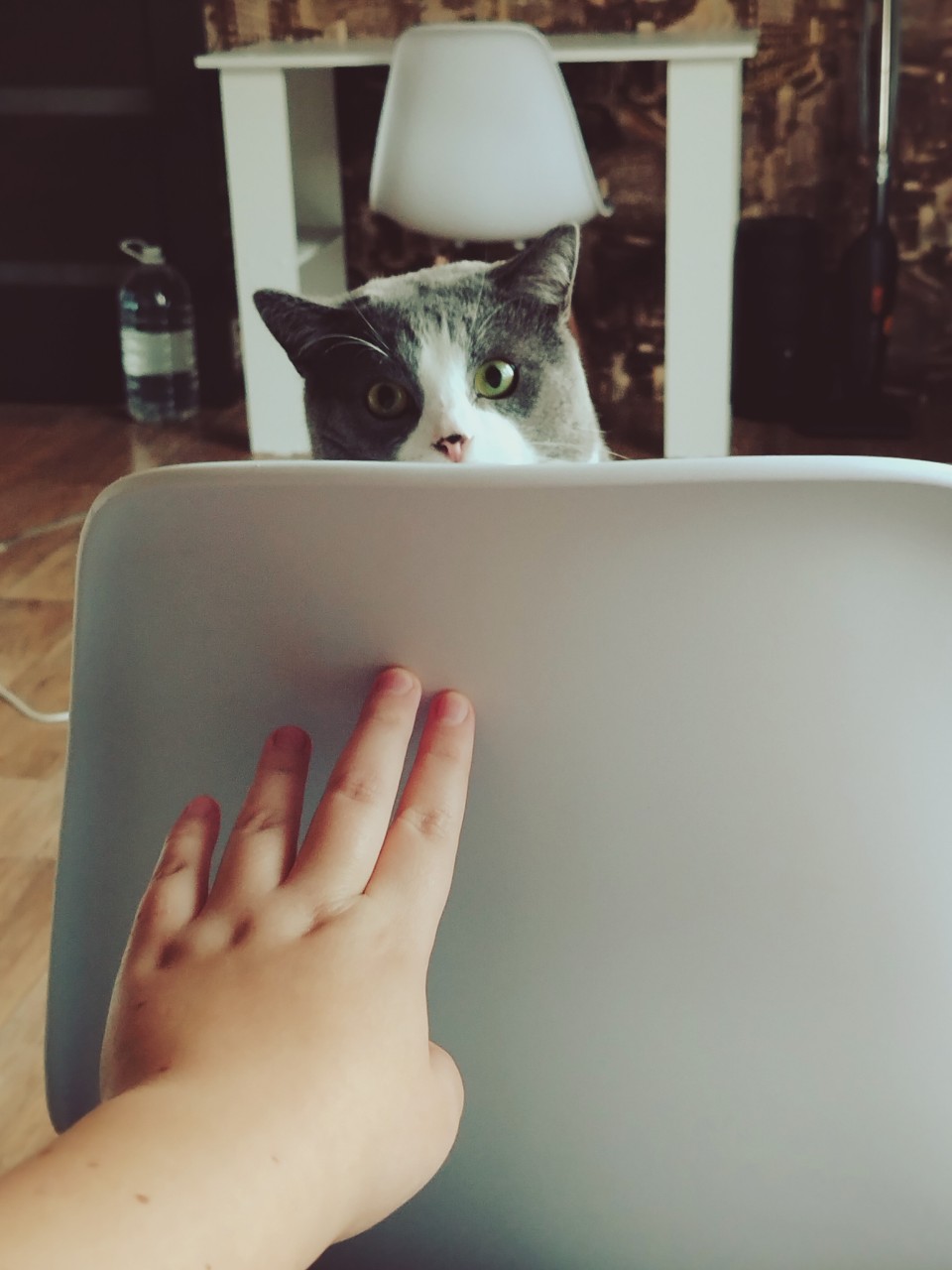 Мой котофей, делает царапки и охотится 😈 [#кот ](кот)[#котики ](котики)