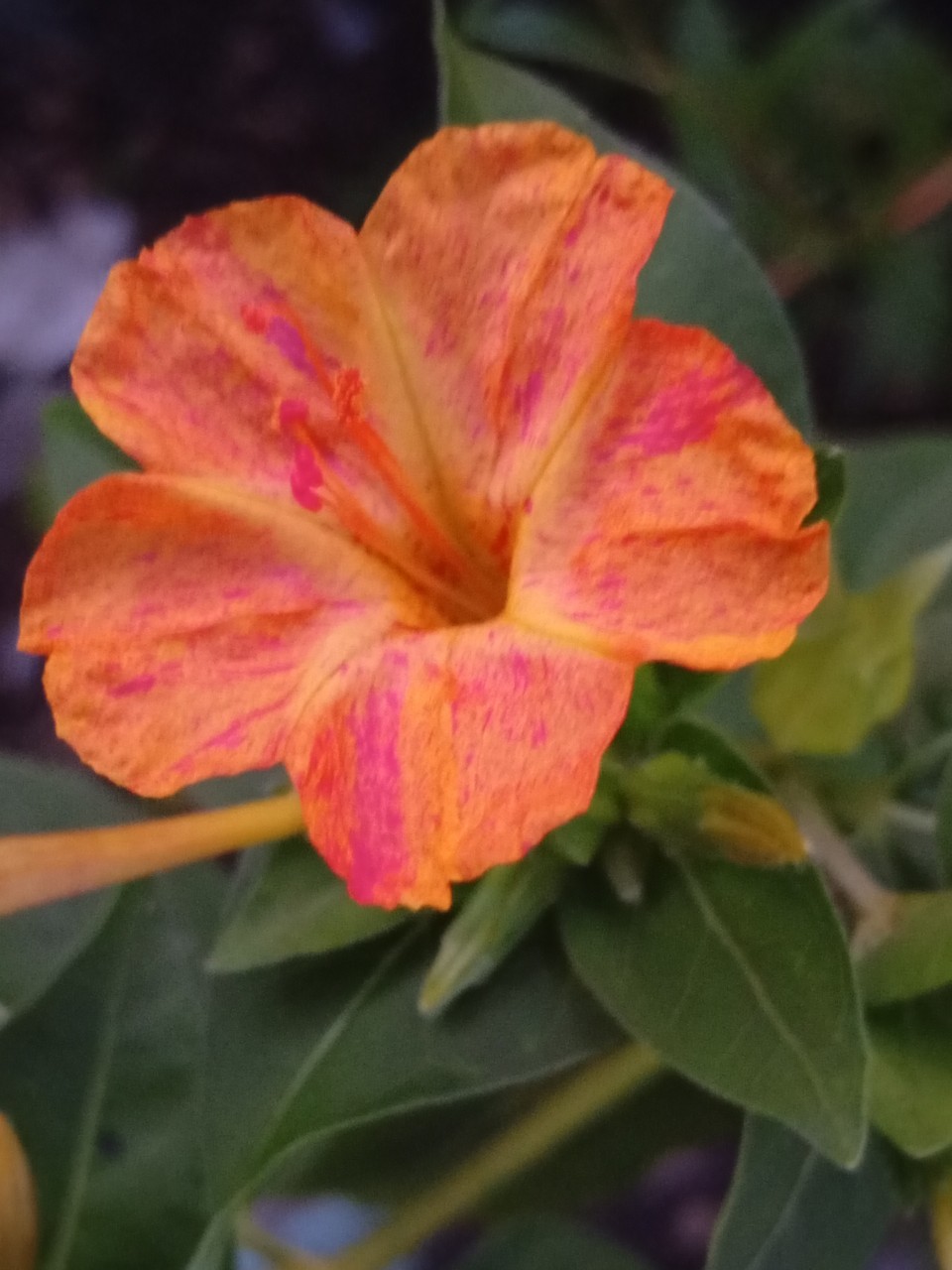 Мой палисадник. Мирабилис или ночная красавица!🌺🌸🏵️ Вот такая красота!💯👍