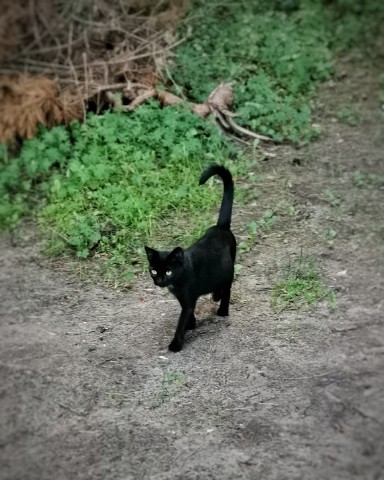 sakura1315 в LOOKY. #кот,#котик,#коты,#кошка,#фото,#лето,#август,#природа,#прогулка,#cats,#cat,#photooftheday,#summer,#august,#looky,#looky_Top,#looky_official. ✨ Дратути! 🐱

#кот ...