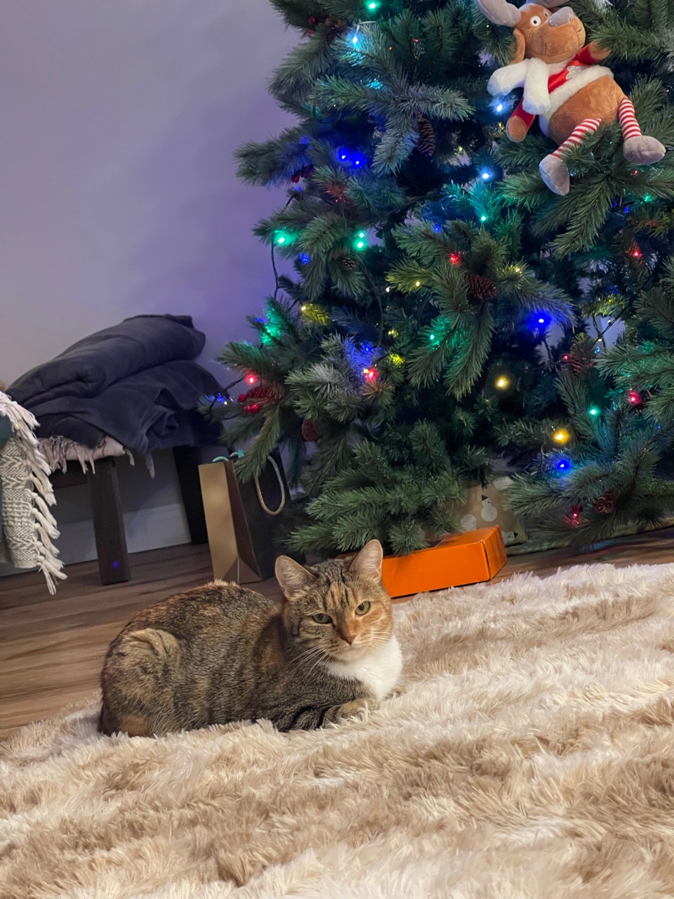 Котейки в LOOKY — публикация
