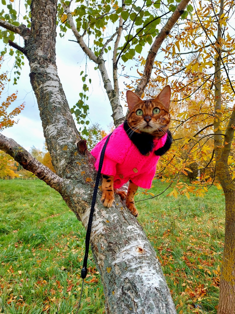 afina_zeus в LOOKY. #любимецсемьи,#люблюкошек,#самыйлучшийдень,#жизнькота,#котонутые,#котозависимость,#котомания,#котикмой,#котмодель,#высокаямода,#красивыекотики,#одеждадляживотных,#котикиправятмиром,#наприроде,#природапрекрасна,#фотомомент,#котикмой,##пейзаж,#красивыеместа,#кот,#кошка,#коты,#looky_official,#looky_контент,#looky_кошки. Привет друзья!😻
Пят...