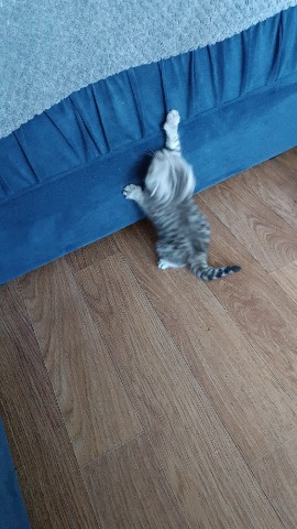 Корнева Марина в LOOKY. . Наши малыши растут😍...