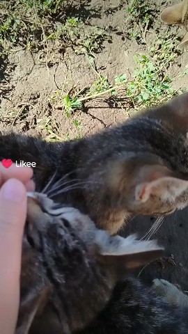 rosca211113 в LOOKY. . Котики#мило#домашний...