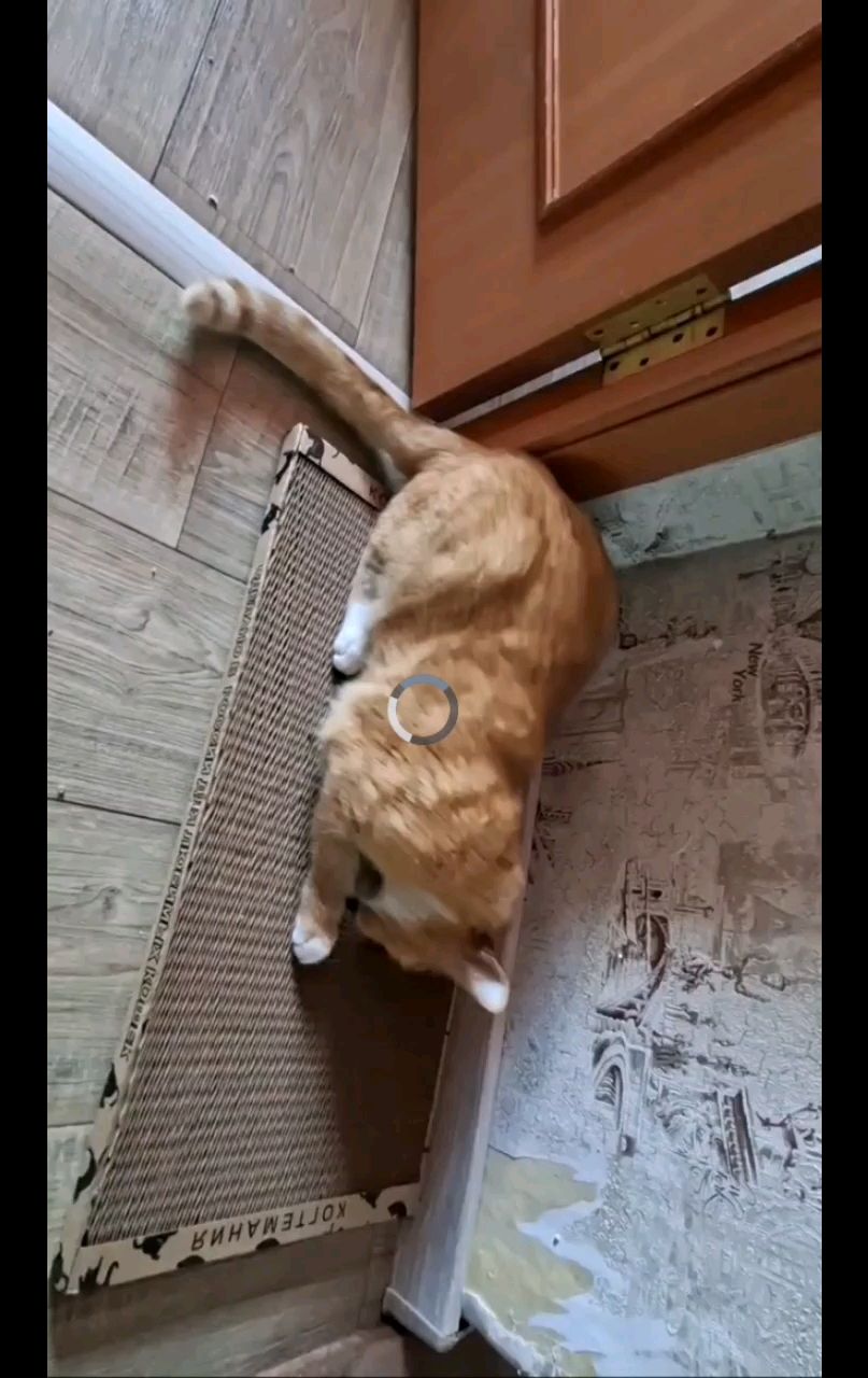 ✅️"Царь доволен и это главное!😁"✅️
-отзыв Варвары.
www.kogtemania.ru

#кошки #котики #котята #прокошек #когтеточки #когтемания #рекомендации #актуальное #важно #cats #питомцы #животные #круто #супер #номер1 #чудо  #интересно #красота #сегодня #счастье #любовь #лучшаякогтеточка #топ #рилс