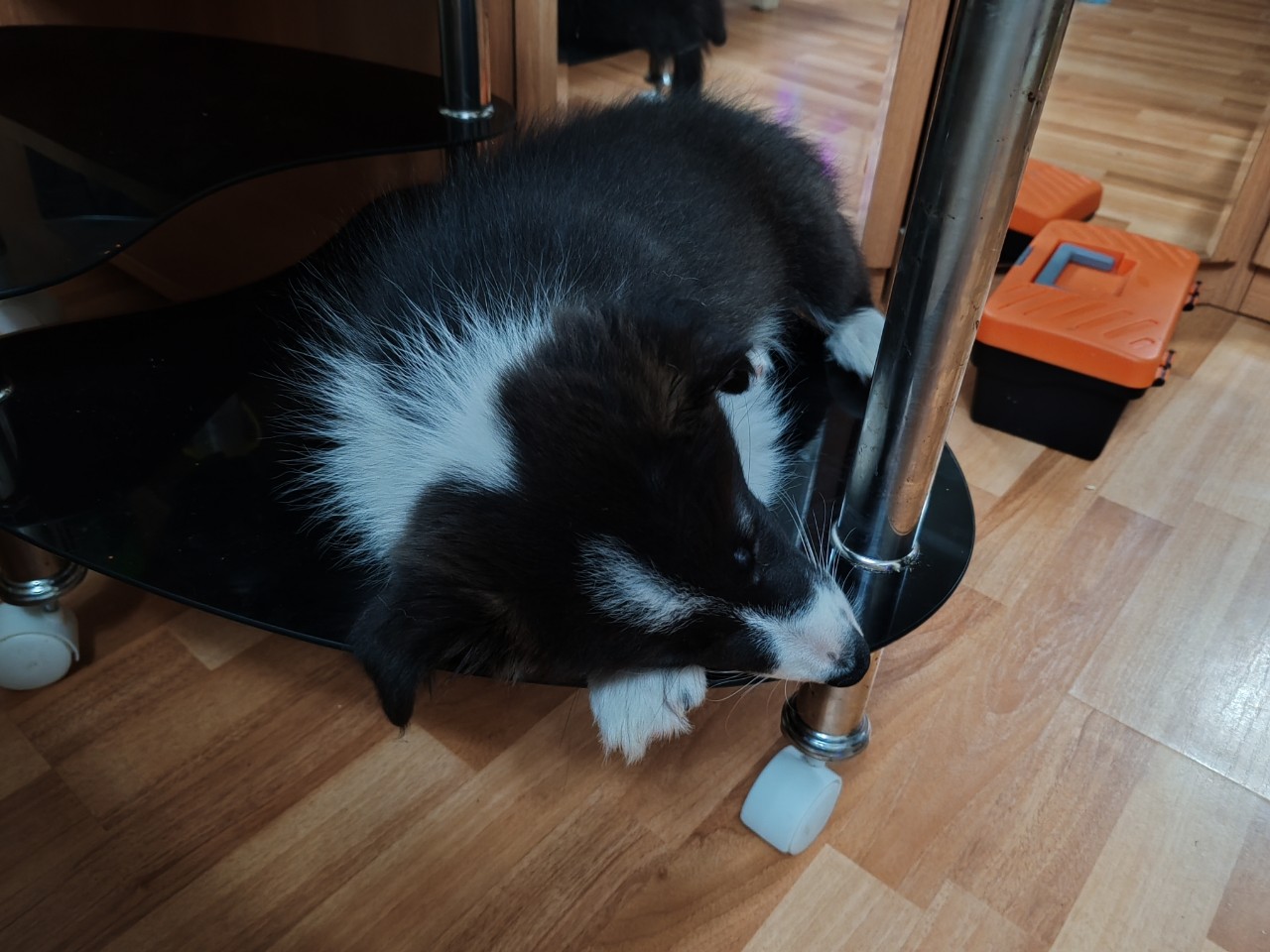 Когда в душе ты кошка 🐈
#собака
#щенок
#девочка
#колли
#бордерколли