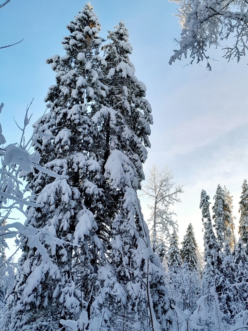Виктор in LOOKY. #зима
#карелия,#karelia,#karjala,#живувкарелии,#природа,#природакарелии,#photonature,#naturephoto
#looky,#looky_official,#LOOKY_контент,#looky_you,#you,#looky_топ. ❄️Карелия🌲Karjala❄️...