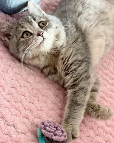 wow_fay в LOOKY. #котенок,#котики. Вот и наше пополнени...