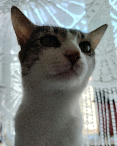 Кот Мурчик в LOOKY. . 