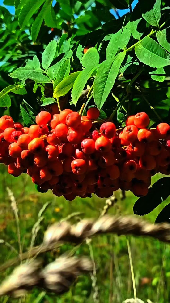 Natalya в LOOKY — Рябина красная 🌿🍒🍒🍒🌿
#сибирь #осень #моменты #рябина