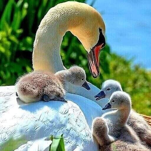 Aleksandrina Lapotnova в LOOKY — фото 2