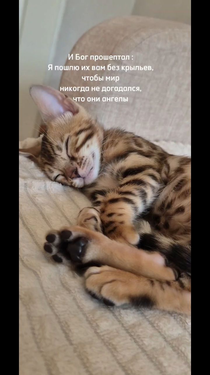 Мышка Муся и Маруся в LOOKY. #кошки,#котики,#бенгальская. #кошки #котики #бенг...