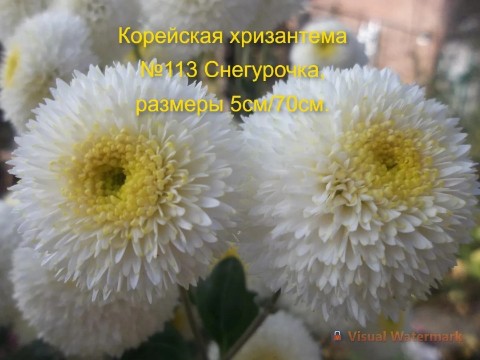 svetlanaklimenko603te9ps1k в LOOKY. #черенки#растенияпочтой#. Принимаю заказы на в...