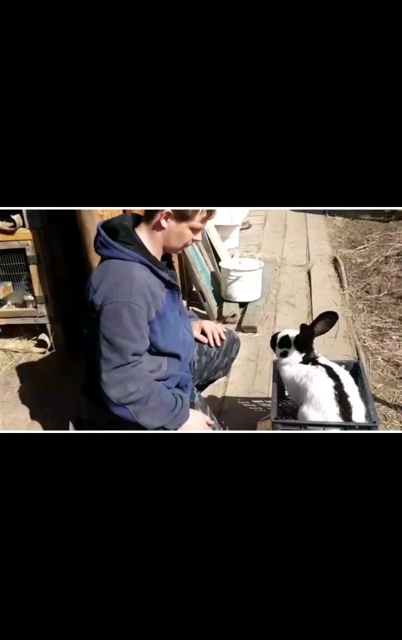Живущий в России в LOOKY. #animals,#bunny,#pets,#rabbit,#funnyanimals,#newbornbaby,#newbornbunny,#cute,#funny,#love. Rabbit training.
#an...