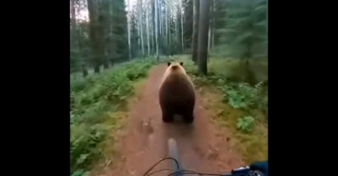 st1zzy в LOOKY — Мусор дроп медведь