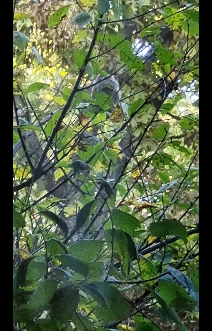 Looky_172328517048606 в LOOKY. . За окном птичка 🐦 �...