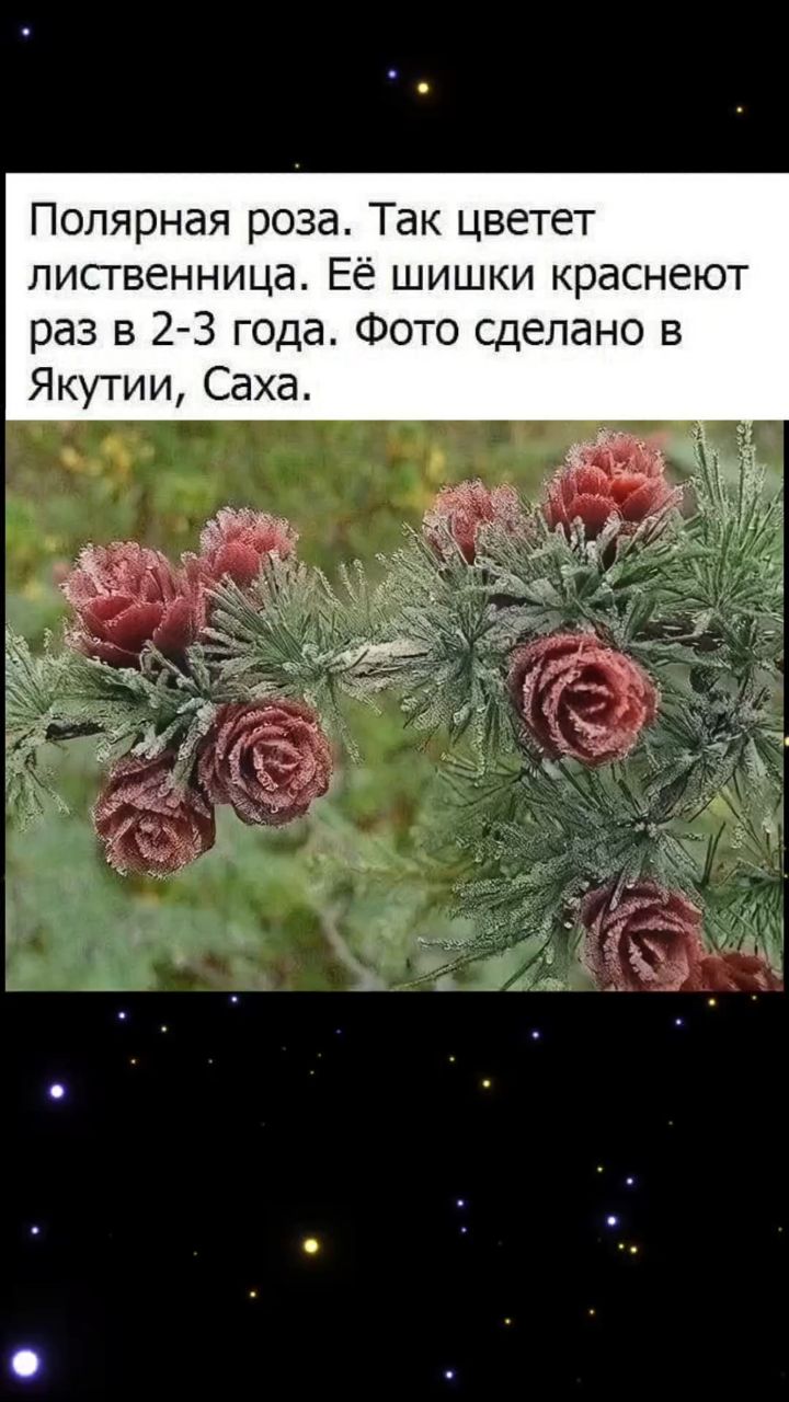 Nastas07 в LOOKY. #подпишись,#анимация. #подпишись #анимация...