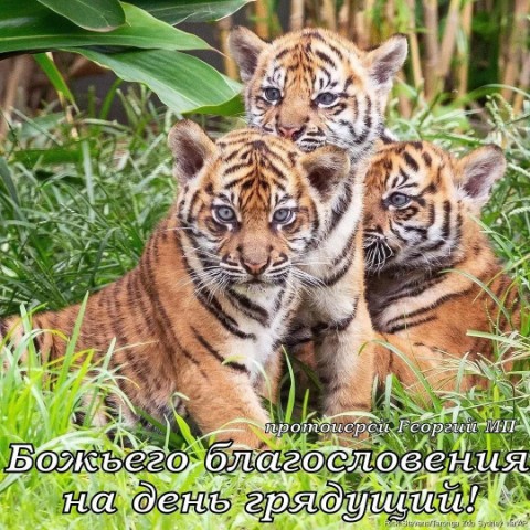 ЛарисаMLM в LOOKY. . А у нас второй день ...