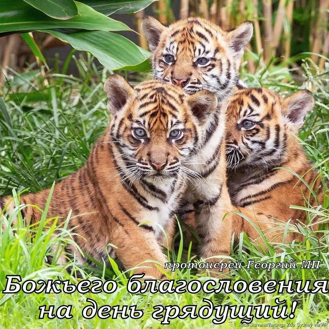 ЛарисаMLM in LOOKY. . А у нас второй день ...